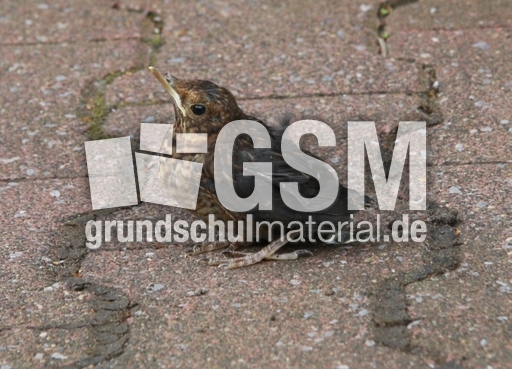 junge-Amsel-2010 003.jpg